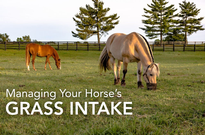 Managing Your Horse’s Grass Intake